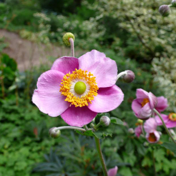 6 x Anemone tomentosa Robustissima Viltige herfst anemoon, Pot van 9x9 cm