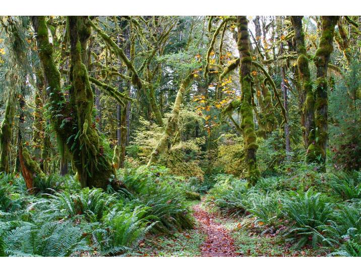 Fototapete PAPERMOON TROPISCHER WALD-BAUM DSCHUNGEL FARNE , bunt, B:1,5m L:1,11m, Vlies, Tapeten, Fototapete