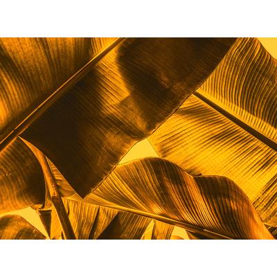 Fototapete LIVING WALLS "Designwalls Broken Leaf 2", orange (orange, gelb), B:3,5m L:2,55m, Vlies, Tapeten, Vlies, Wand, Schräge, Decke