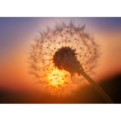 Fototapete PAPERMOON "Golden Sunset Dandelion", bunt, B:2,5m L:1,86m, Vlies, Tapeten
