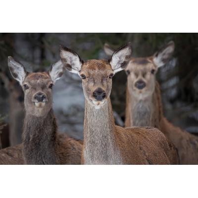 Fototapete PAPERMOON "Rehe im Wald", bunt, B:2,5m L:1,86m, Vlies, Tapeten
