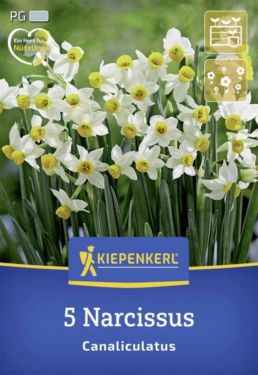 Kiepenkerl Herbstblumenzwiebel Miniatur-Tazetten-Narzisse Canaliculatus 5 Stück