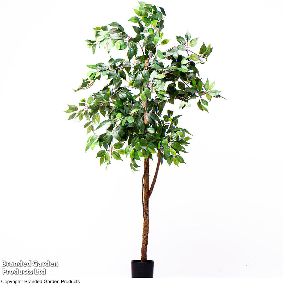 Garden Gear 150cm Ficus Tree in Pot Green 150cm H X 30cm W X 30cm D