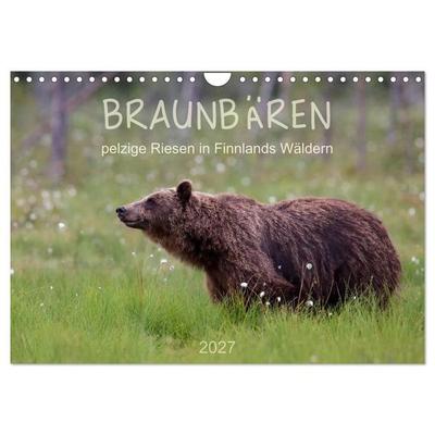 Braunbären - pelzige Riesen in Finnlands Wäldern (Wandkalender 2027 DIN A4 quer), CALVENDO Monatskalender