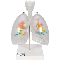CT-Bronchialbaum Modell mit Kehlkopf und transparenten Lungenflügeln - 3B Smart ...