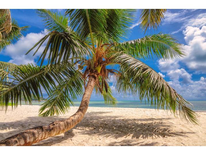 Fototapete PAPERMOON Palme am Strand , bunt, B:3m L:2,23m, Vlies, Tapeten, Fototapete
