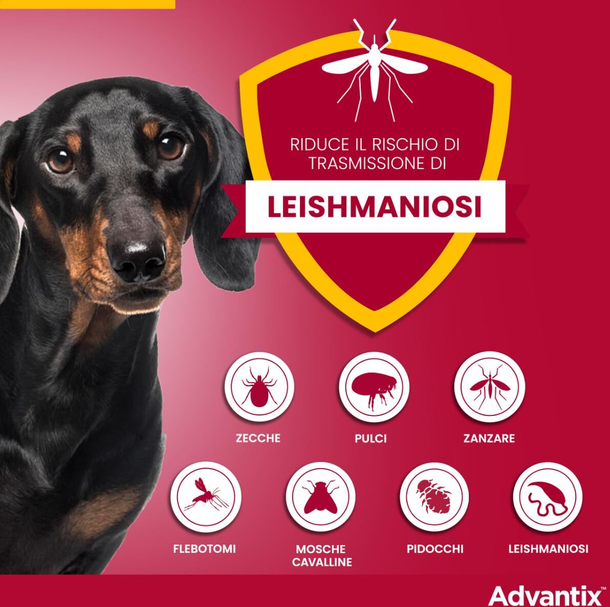 Advantix Spot On Cane 10-25Kg 4 PIPETTE