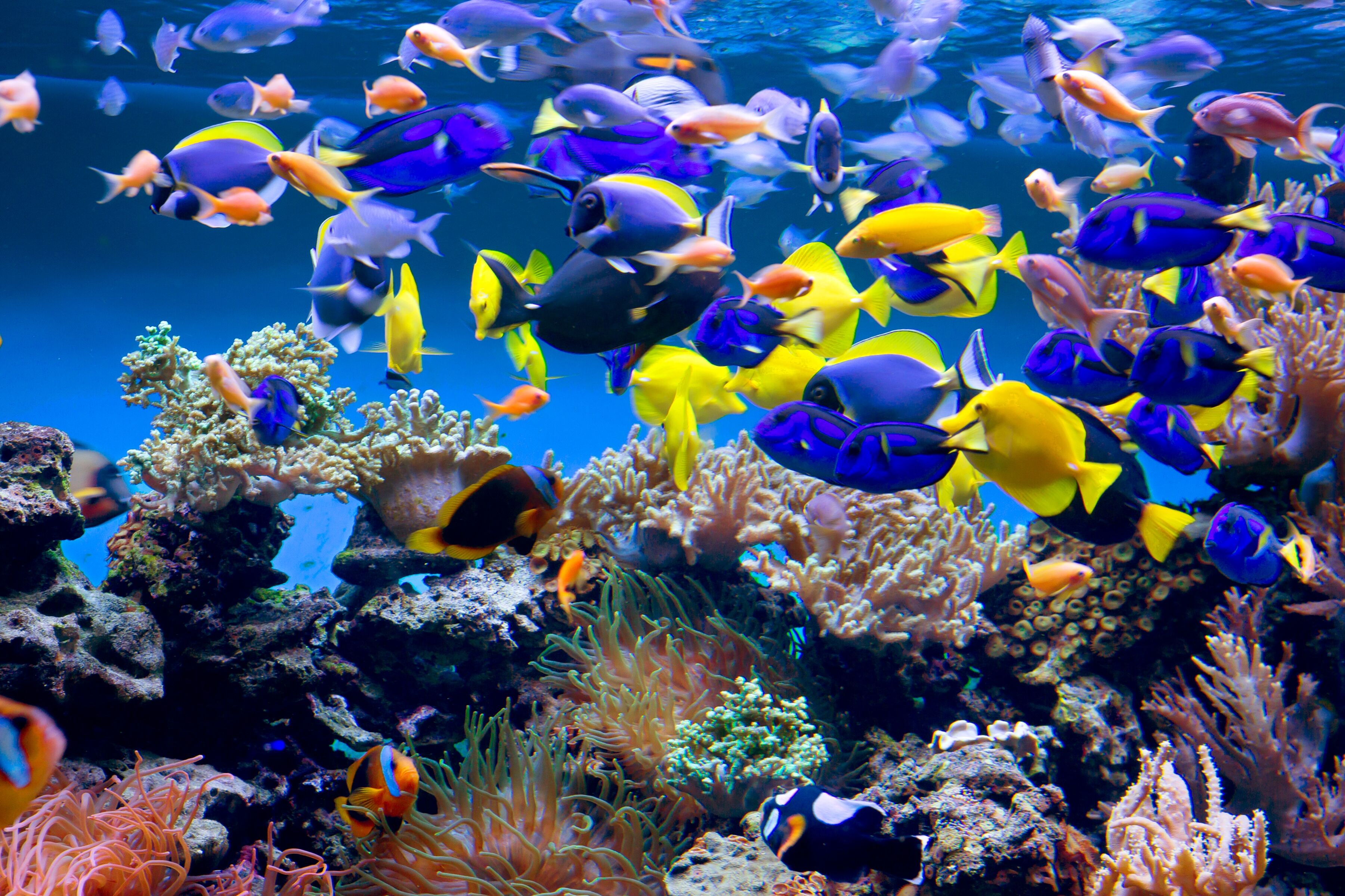 Fototapete PAPERMOON "Aquarium", bunt, B:2,5m L:1,86m, Vlies, Tapeten, Fototapete bunt B/L: 2,5m x 1,86m, Bahnen: 5 Stk.