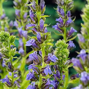 FloraSelf Moerings Lobelia Syphilitica Waterlobelia in 9 cm pot