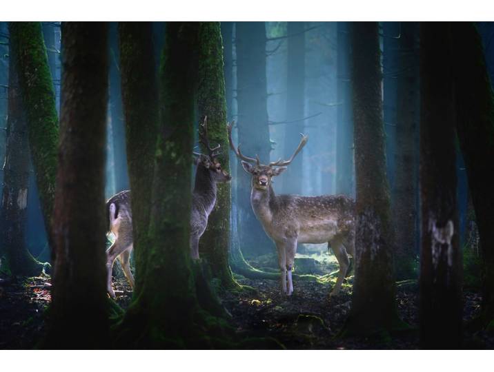 Fototapete PAPERMOON Photo-Art PATRICK AUREDNIK, REHE , bunt, B:3,5m L:2,6m, Vlies, Tapeten, Fototapete