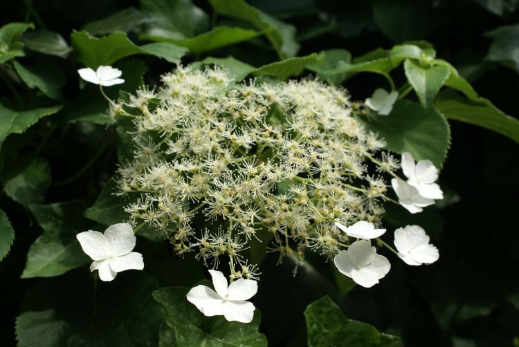 Pflanzen Kletterhortensie 2 L Eckcontainer