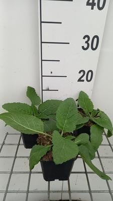6 x Salvia pratensis Swan Lake - Stermos - Pot Ø 9 cm