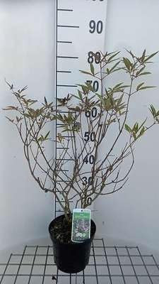 2 x Vitex agnus-castus Santamaria Monnikspeper in pot