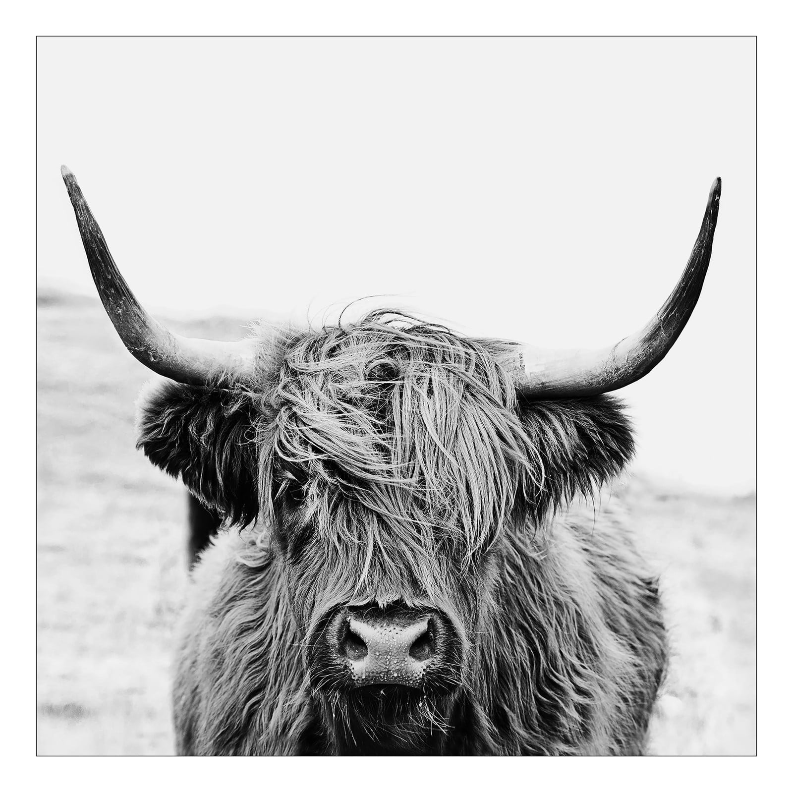 home24 Floatglas Scott Highland Cattle afbeelding grijs, 30 x 30 cm