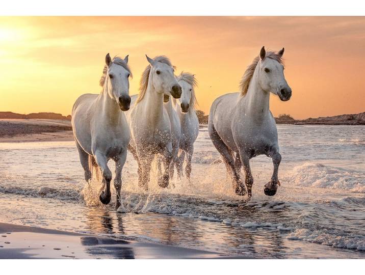 Papermoon Pferde im Wasser