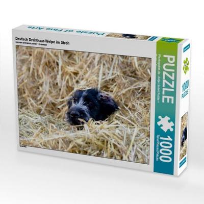 CALVENDO Puzzle Deutsch Drahthaar-Welpe im Stroh | 1000 Teile Lege-Größe 64x48cm Foto-Puzzle für glückliche Stunden