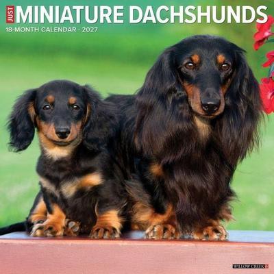 Miniature Dachshunds 2027 12 X 12 Wall Calendar
