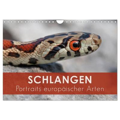 Schlangen - Portraits europäischer Arten (Wandkalender 2027 DIN A4 quer), CALVENDO Monatskalender