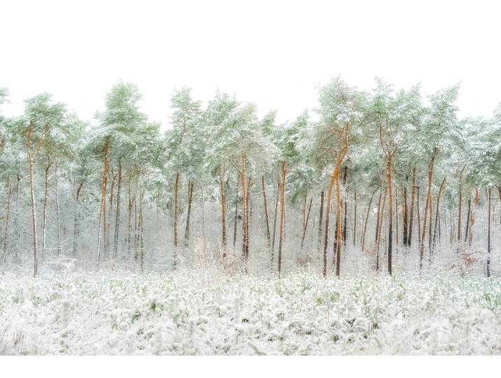 Fototapete PAPERMOON Photo-Art GREETJE VAN SON, SCHNEEWELT , bunt, B:4m L:2,6m, Vlies, Tapeten, Fototapete
