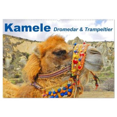 Kamele • Dromedar & Trampeltier (Wandkalender 2026 DIN A2 quer), CALVENDO Monatskalender