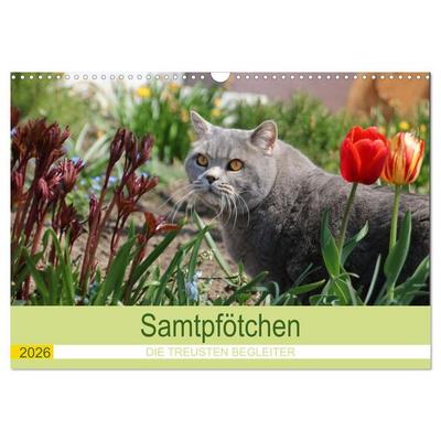 Samtpfötchen - Die treusten Begleiter 2026 (Wandkalender 2026 DIN A3 quer), CALVENDO Monatskalender