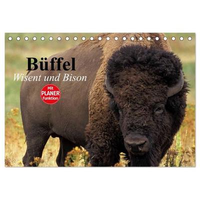 Büffel. Wisent und Bison (Tischkalender 2027 DIN A5 quer), CALVENDO Monatskalender