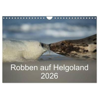 Robben auf Helgoland 2026 (Wandkalender 2026 DIN A4 quer), CALVENDO Monatskalender