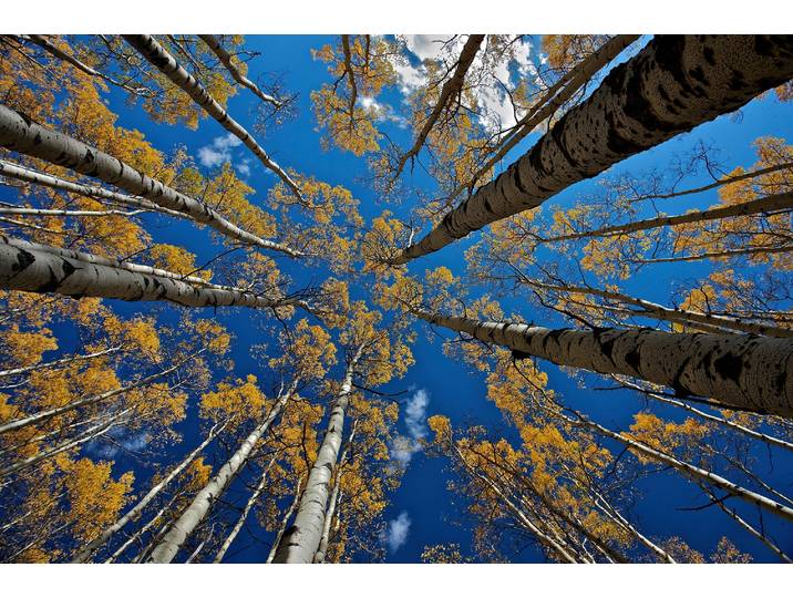 Fototapete PAPERMOON Photo-Art VERDON, ASPEN'S FALL , bunt, B:2m L:1,49m, Vlies, Tapeten, Fototapete