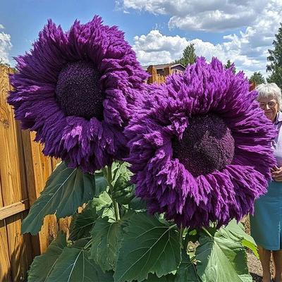 Purple Enchanting Giant Teddy Bear Sunflower Seeds Purple Enchanting Giant Teddy Bear Sunflower Seeds