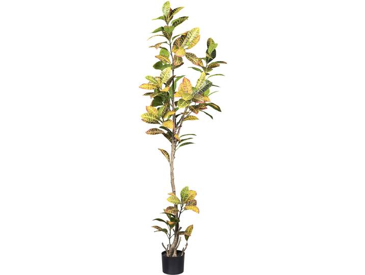 Künstliche Zimmerpflanze CREATIV GREEN Croton , grün, H:200cm, Kunstpflanzen, Künstliche Zimmerpflanze, mit außergewöhnlichem Blattwerk