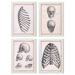 POSTER Set mit 4 Anatomie von Knochen, Rippen und Kopf A4 Weißer Rahmen