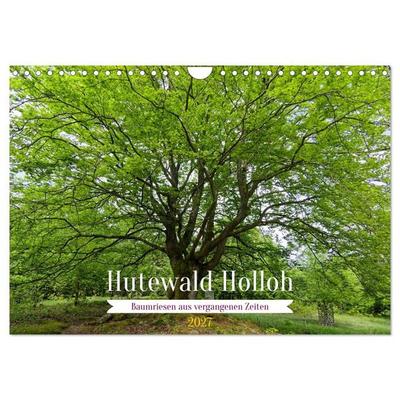 Hutewald Halloh - Baumriesen aus vergangenen Zeiten (Wandkalender 2027 DIN A4 quer), CALVENDO Monatskalender