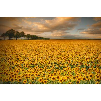 Fototapete PAPERMOON "Photo-Art PIOTR KROL (BAX), SONNENBLUMEN", bunt, B:5m L:2,8m, Vlies, Tapeten