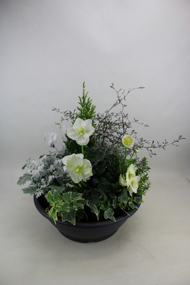 Pflanzen Arrangement Outdoor Nr. 3