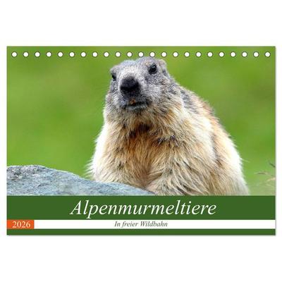 Alpenmurmeltiere in freier Wildbahn (Tischkalender 2026 DIN A5 quer), CALVENDO Monatskalender