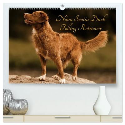 Nova Scotia Duck Tolling Retriever (hochwertiger Premium Wandkalender 2026 DIN A2 quer), Kunstdruck in Hochglanz