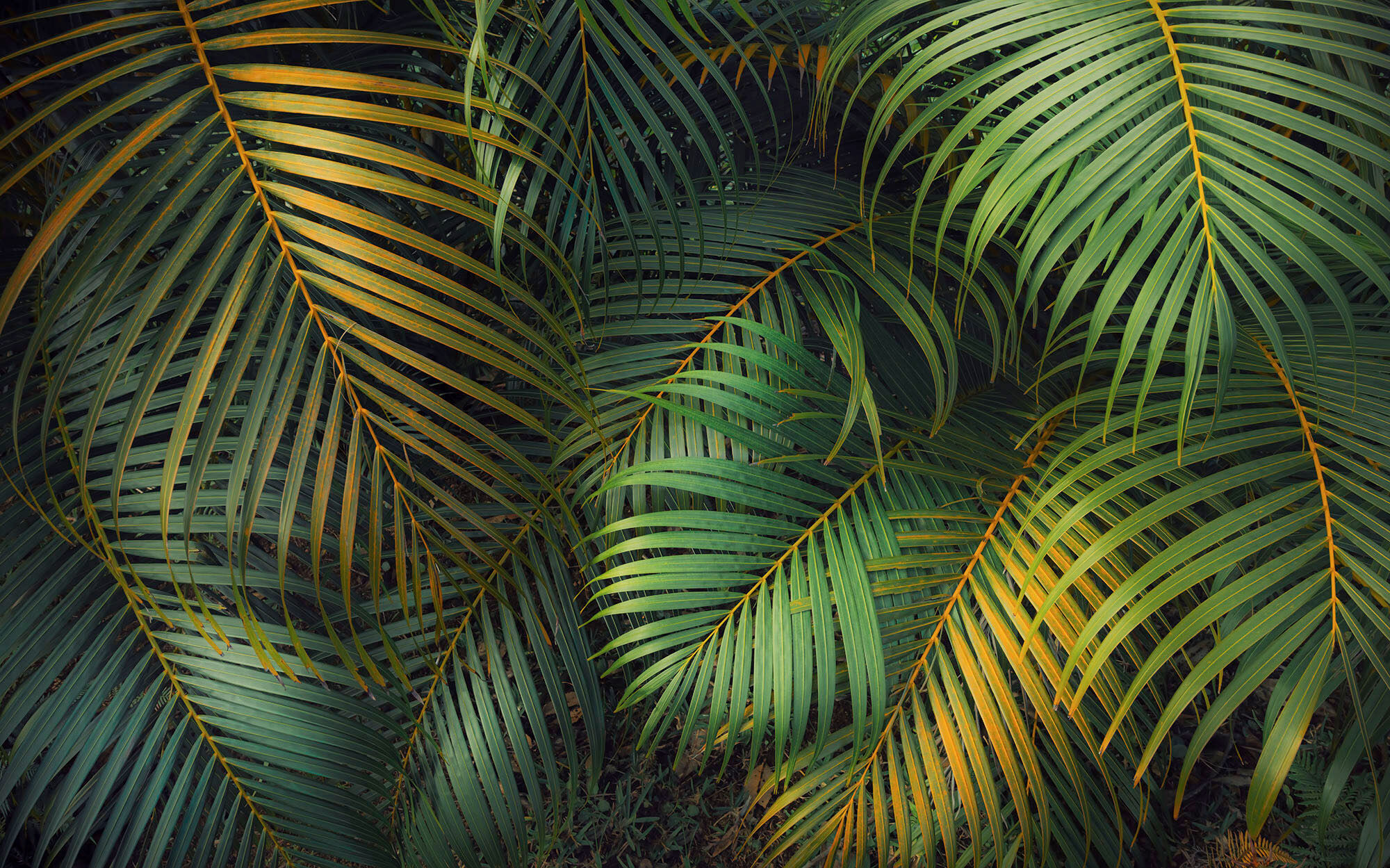 Fototapete KOMAR "Digitaldruck Vlies - Amazon Fern - Grösse 400 x 250 cm", grün, Rollen: 1, Vlies, Tapeten, Fototapete, Wohnzimmer, Schlafzimmer grün Rollen: 1
