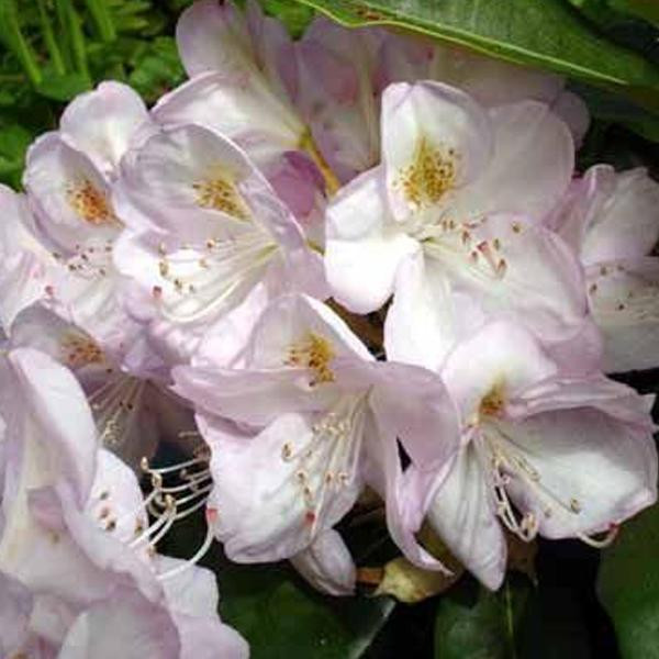 Rhododendron Gomer Waterer in pot van 40-50 cm door Arborix