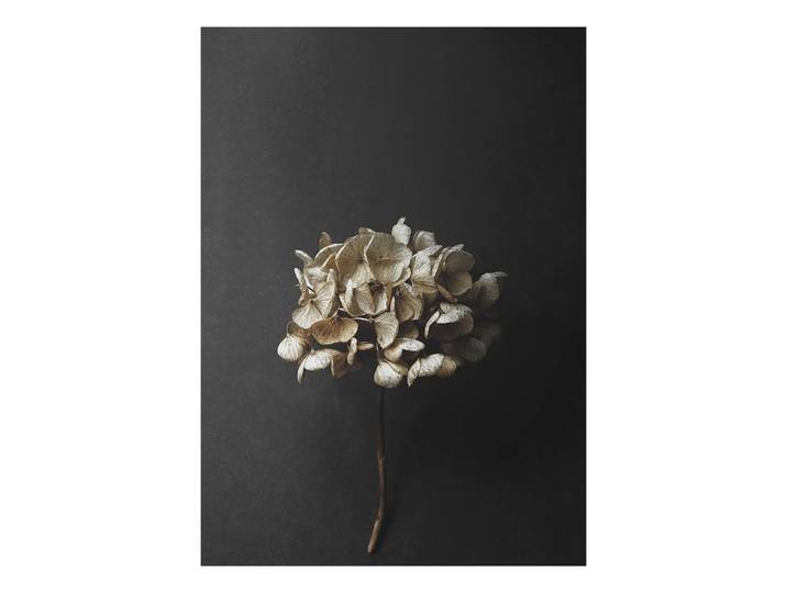 Paper Collective Still Life 04 Hydrangea poster 50 x 70 cm