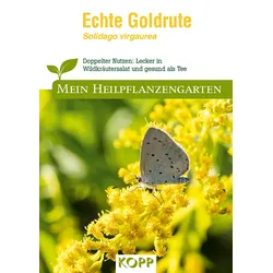 Echte Goldrute - Mein Heilpflanzengarten