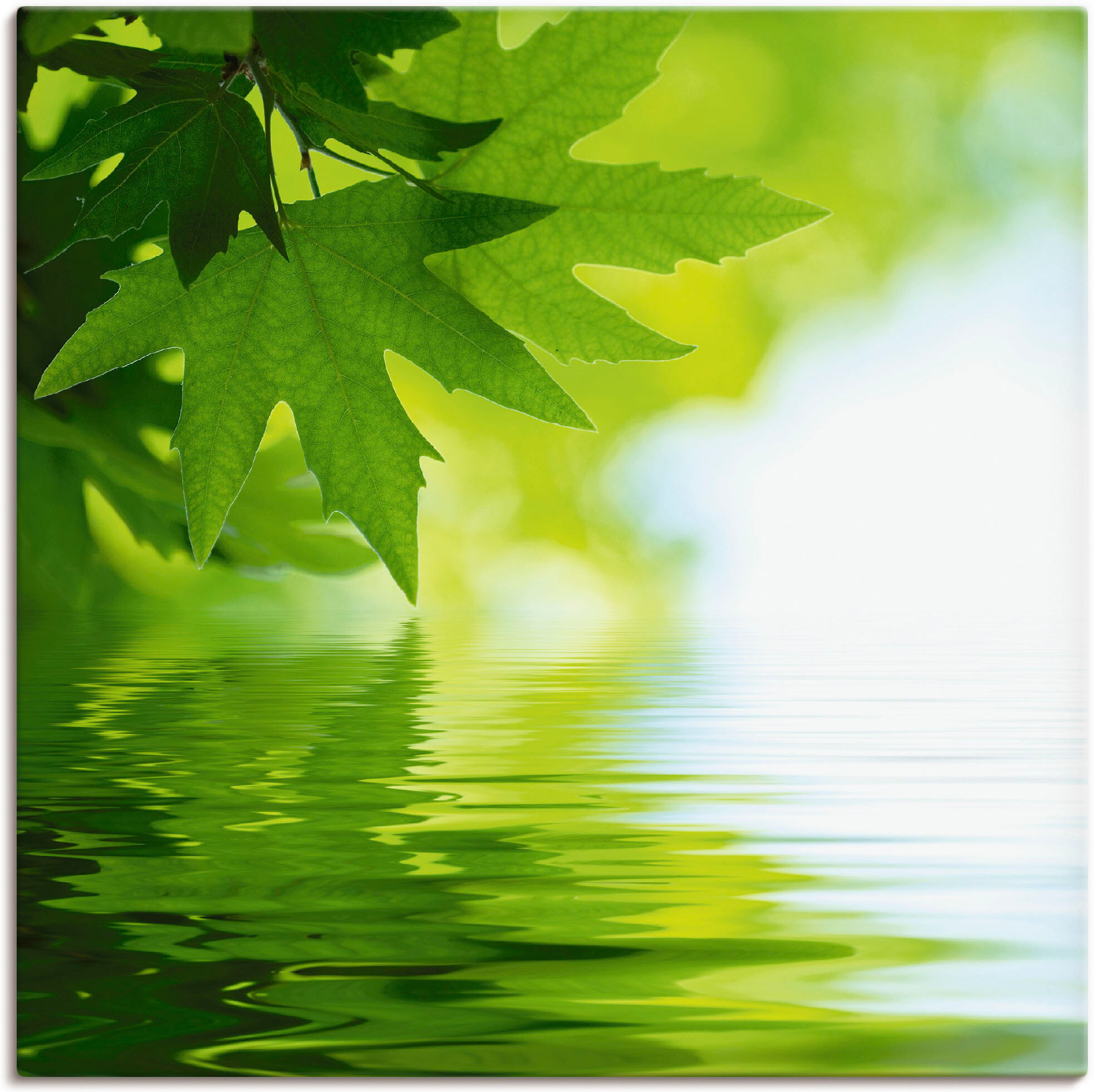 Leinwandbild ARTLAND "Grüne Blätter reflektieren im Wasser", grün (farbe bild(er): grün), B:50cm H:50cm, Bilder, Leinwandbild, auf Holzrahmen gespannt farbe bild(er): grün B/H/T: 50cm x 50cm, Leinwandbild Blätter quadratisch, 1 Stk.