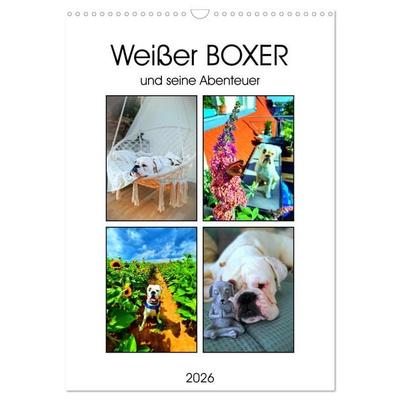 Weißer BOXER (Wandkalender 2026 DIN A3 hoch), CALVENDO Monatskalender