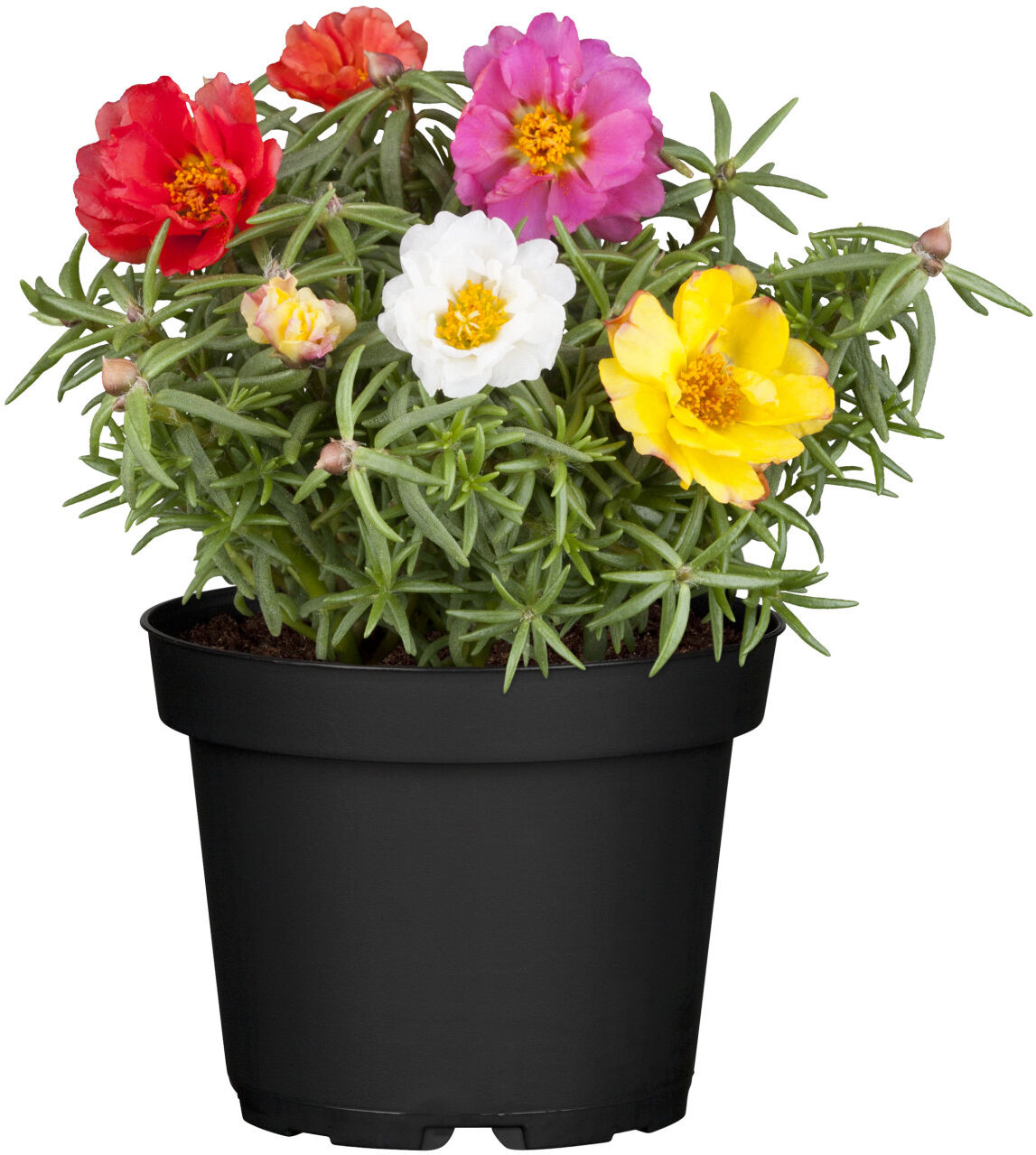 Pflanzen Portulakröschen Portulaca grandiflora 9 cm Topf