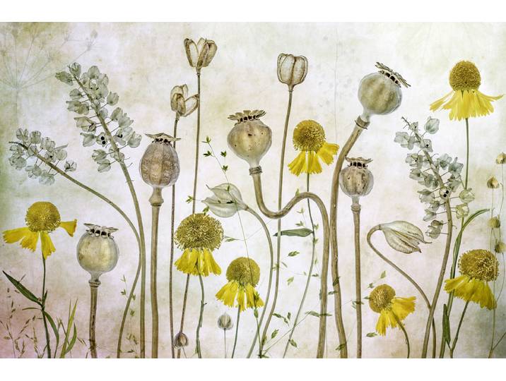 Fototapete PAPERMOON Photo-Art MANDY DISHER, MOHNBLUMEN UND HELENIUM , bunt, B:3,5m L:2,6m, Vlies, Tapeten, Fototapete