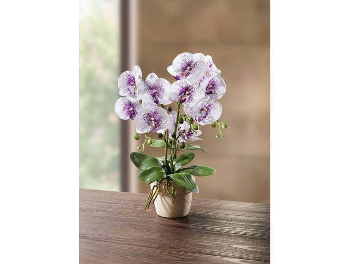 Orchidee im Topf, Weiss-Lila