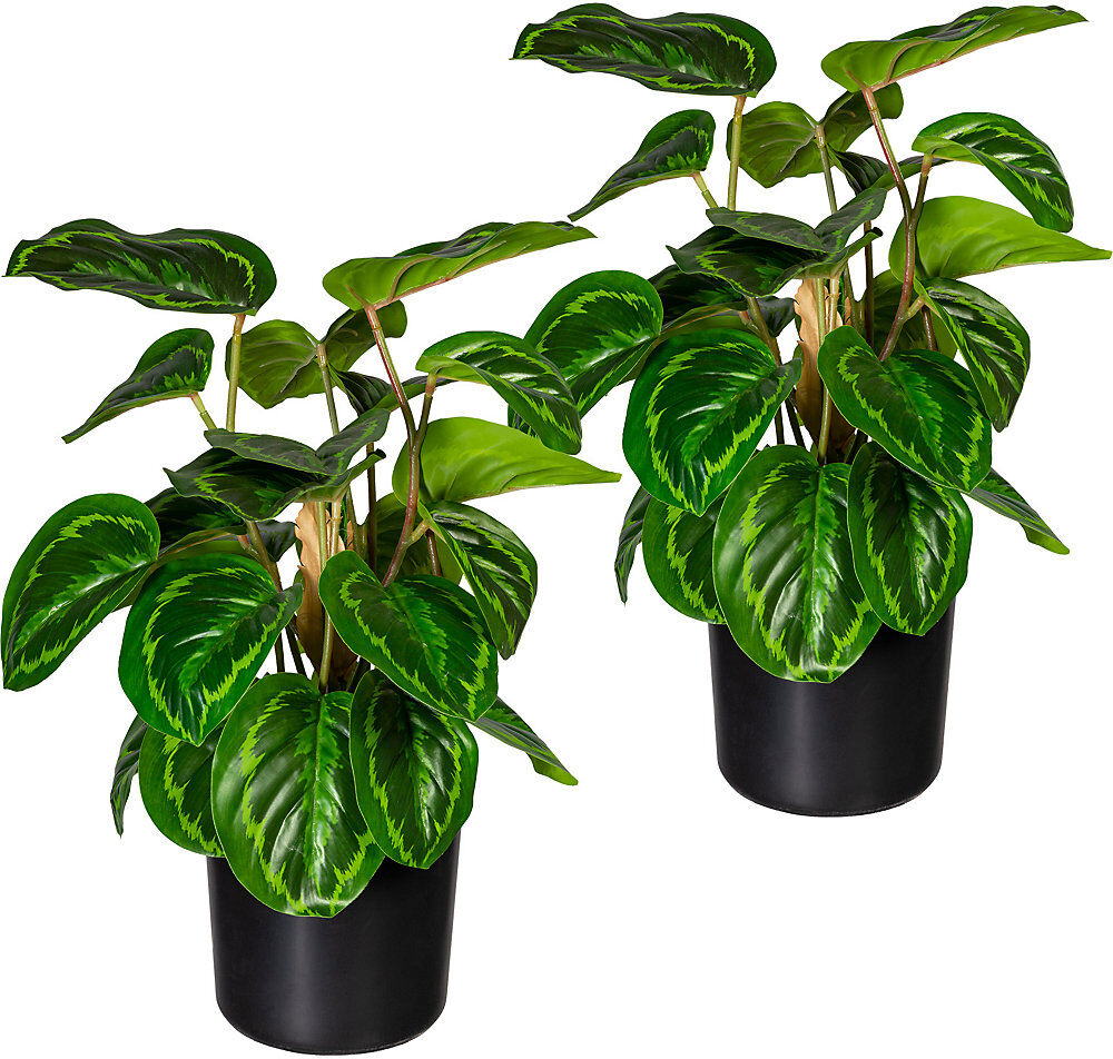 kaiserkraft Maranta, VE 2 Stk, Höhe 450 mm, im Kunststofftopf mit Erde