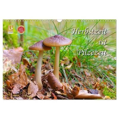 Herbstzeit ist Pilzezeit (Wandkalender 2027 DIN A3 quer), CALVENDO Monatskalender