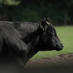 Wagyu Fleisch! Das Rindfleisch Seminar - 10.10.26 [18:00-22:00 Uhr]