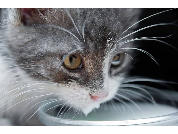Papermoon Katze