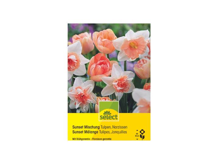 Select Blumenzwiebel Sunset Mischung